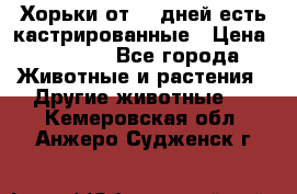   Хорьки от 35 дней есть кастрированные › Цена ­ 2 000 - Все города Животные и растения » Другие животные   . Кемеровская обл.,Анжеро-Судженск г.